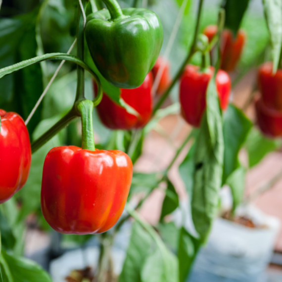 Propašće pre nego što počne da rađa: Ove 4 biljke paprika ne podnosi