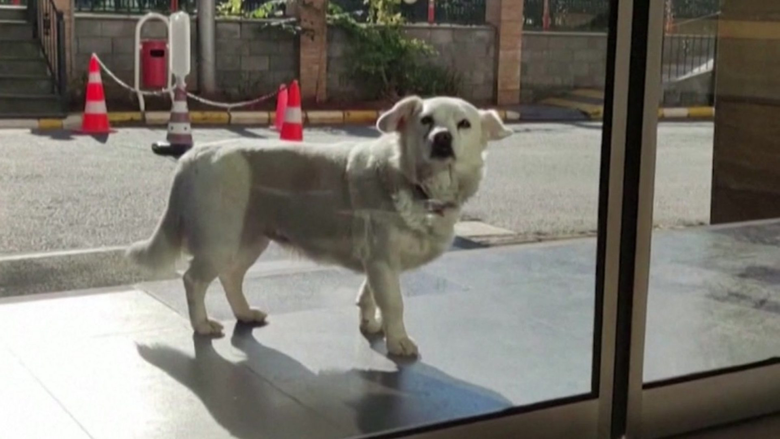Kućni ljubimci: Lojalni pas čekao vlasnika ispred bolnice šest dana
