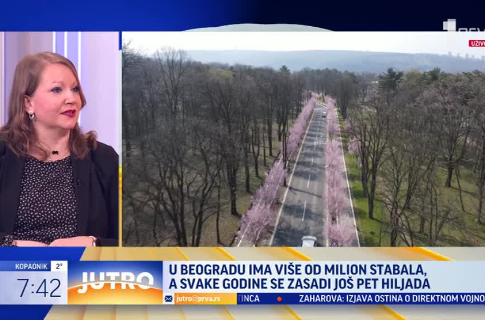 Beograd radi na ozelenjavanju grada: Zasađeno više od 13.000 stabala VIDEO