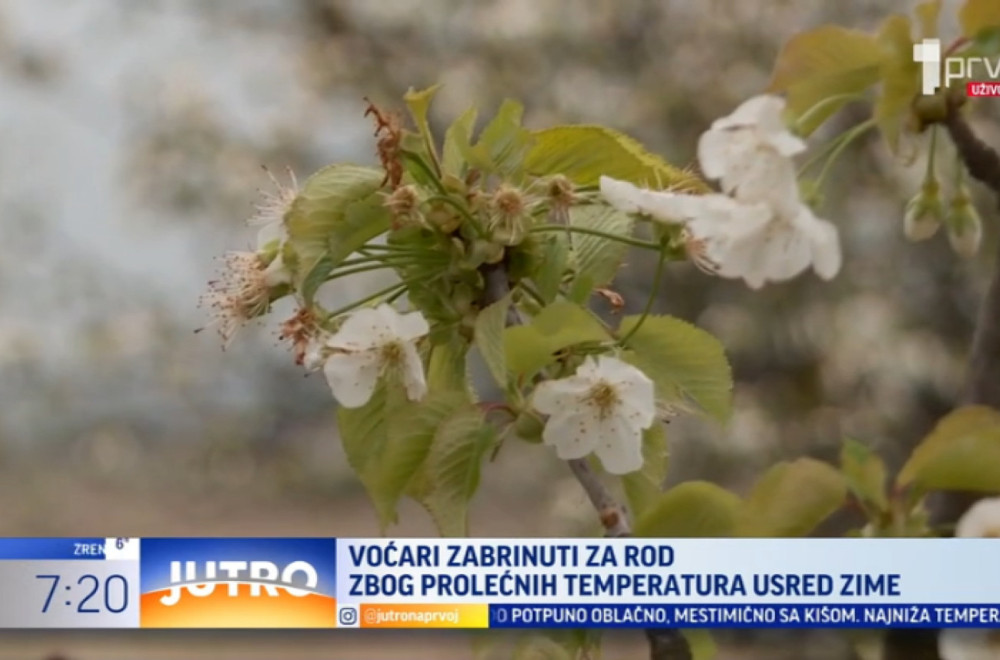 Voćari zabrinuti za rod zbog prolećnih temperatura VIDEO