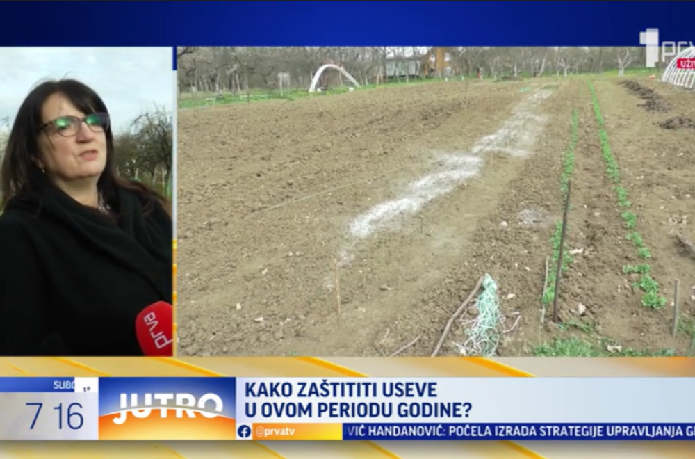 Kako zaštititi useve? Ovo povrće je najugroženije u čačanskom kraju VIDEO