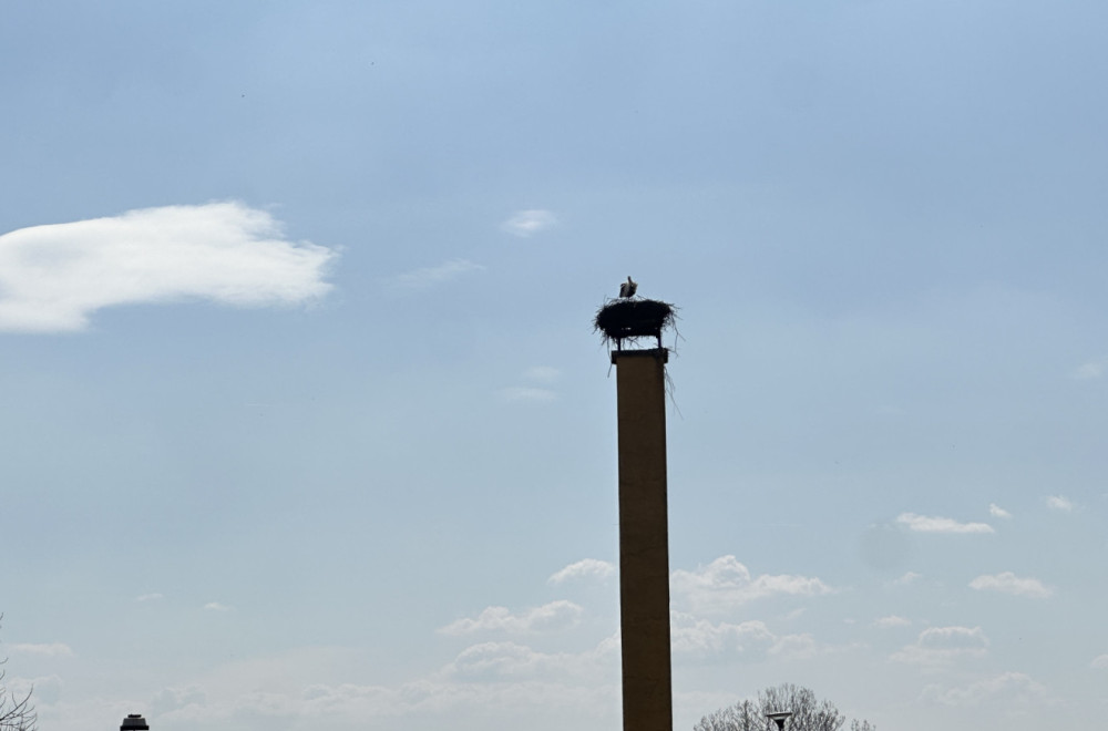 Vratile se rode usred Srbije FOTO