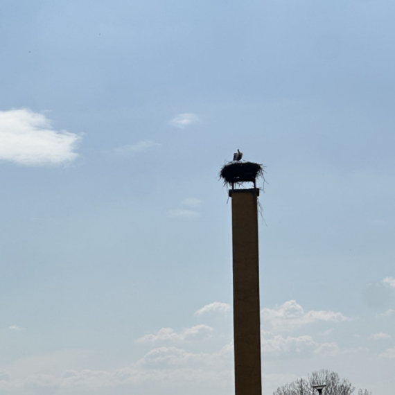 Vratile se rode usred Srbije FOTO