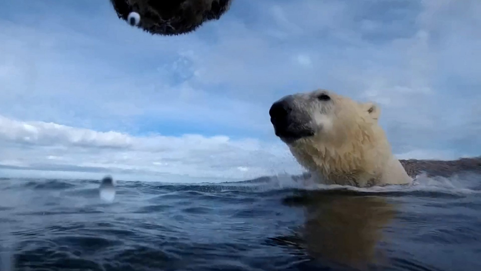 Kako izgleda život iz perspektive polarnog medveda