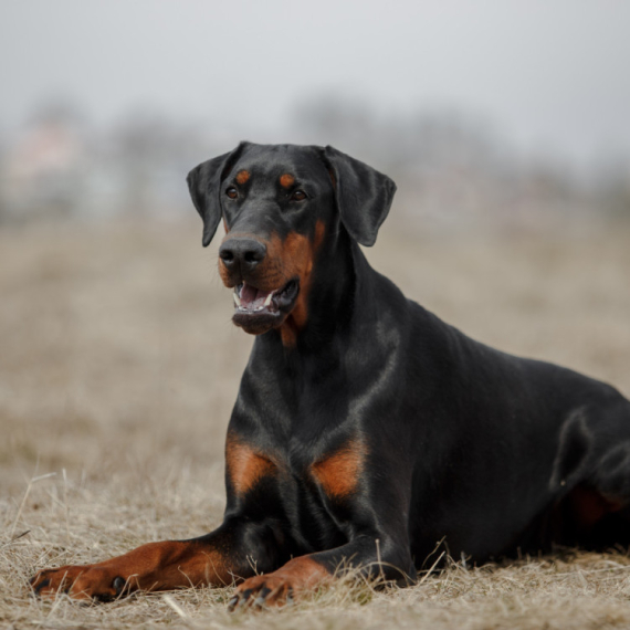 Doberman napao dete u Tašmajdanskom parku VIDEO