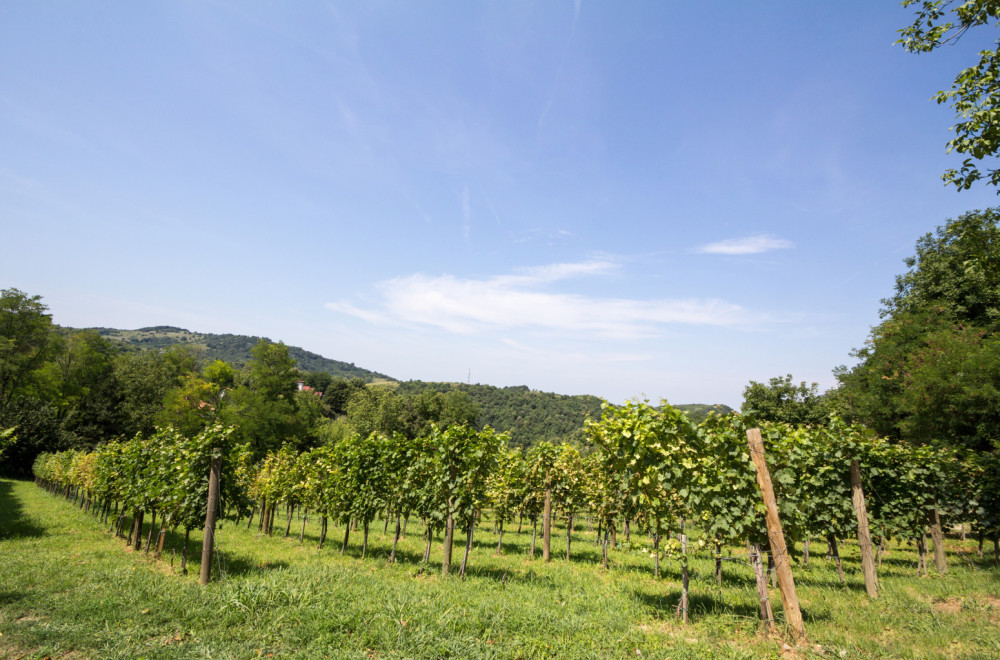 Plantaže žele prodajom zemljišta da vrate poreski dug