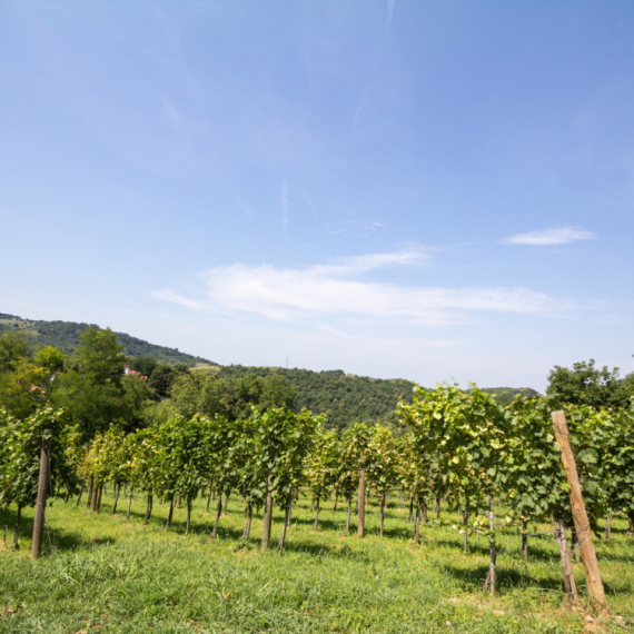 Plantaže žele prodajom zemljišta da vrate poreski dug