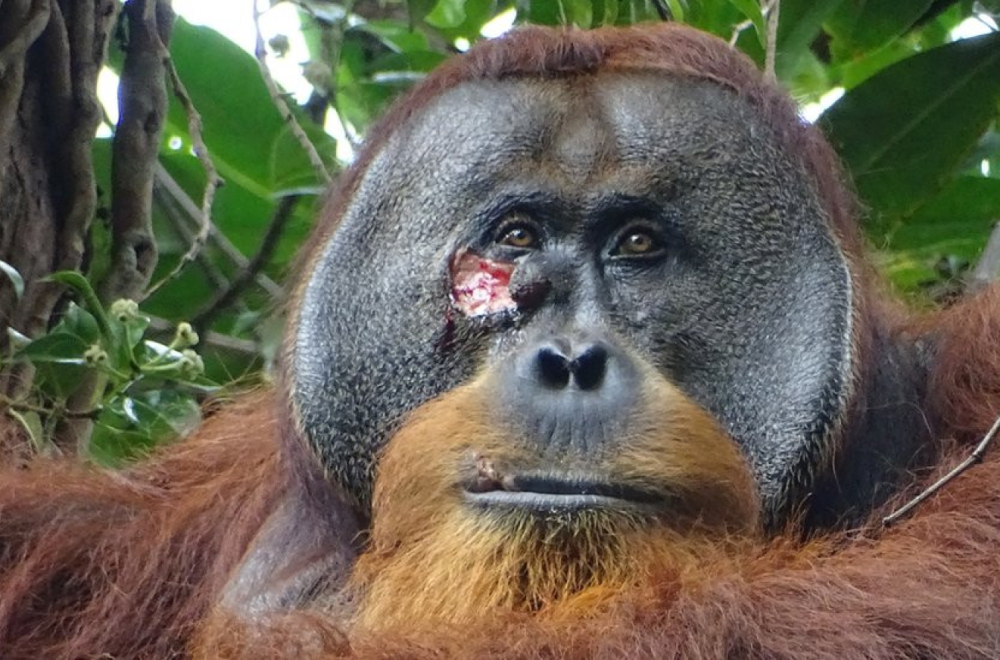Životinje: Divlji orangutan viđen kako leči ranu lekovitim biljem