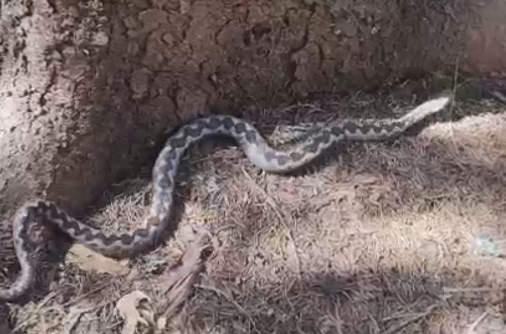 Sada ih ima najviše: Pronađen ogroman poskok na Pešteru FOTO/VIDEO