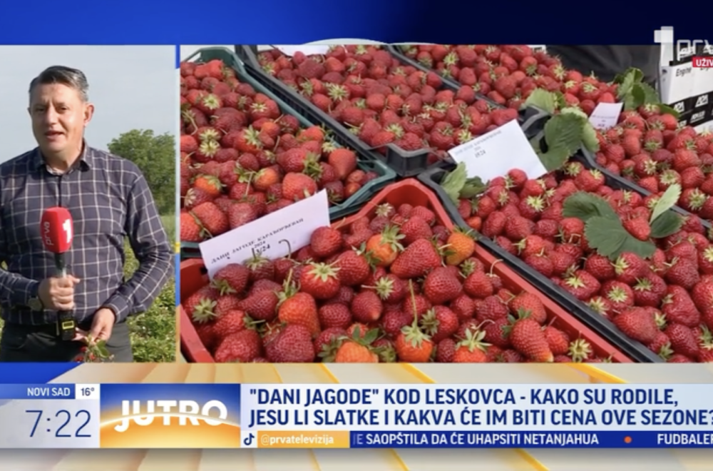 "Dani jagode" kod Leskovca: Evo kakva će im biti cena VIDEO