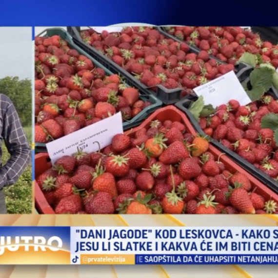 "Dani jagode" kod Leskovca: Evo kakva će im biti cena VIDEO