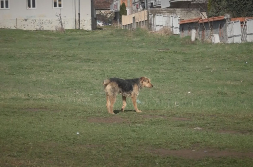 Lutalice napravile horor u Novom Pazaru: Psi izujedali decu – meštani u strahu