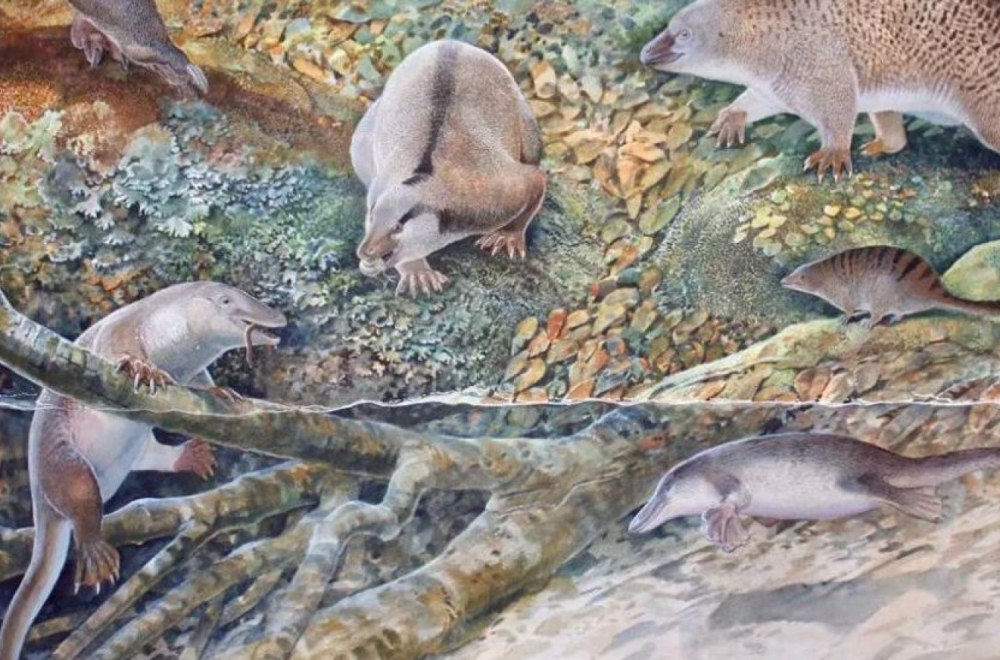 Životinje: Australijski naučnici otkrili praistorijskog kljunara "ehidnapusa”