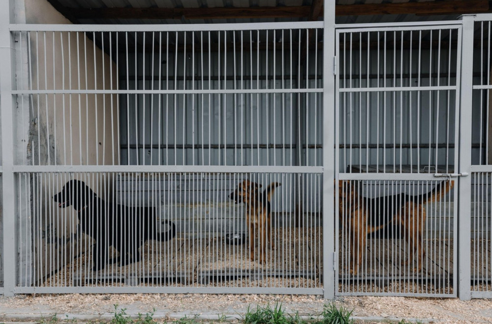 Užas u Velikom Gradištu: Prijavljeno da je u azilu uginulo 108 pasa; Nađeno 25 tela u fazi raspadanja