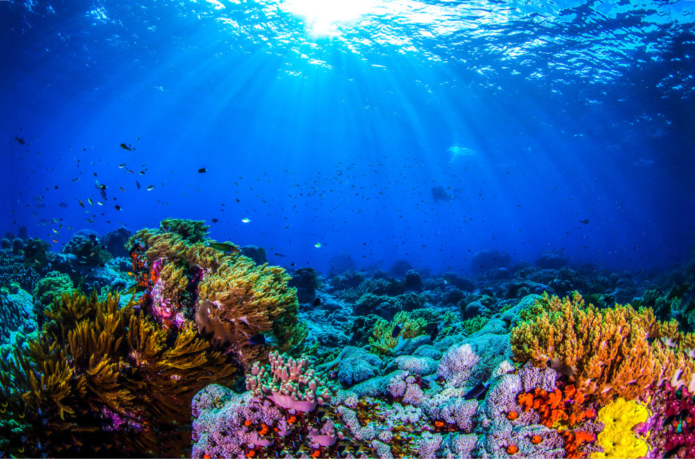Otkriven koralni greben neoštećen globalnim zagrevanjem