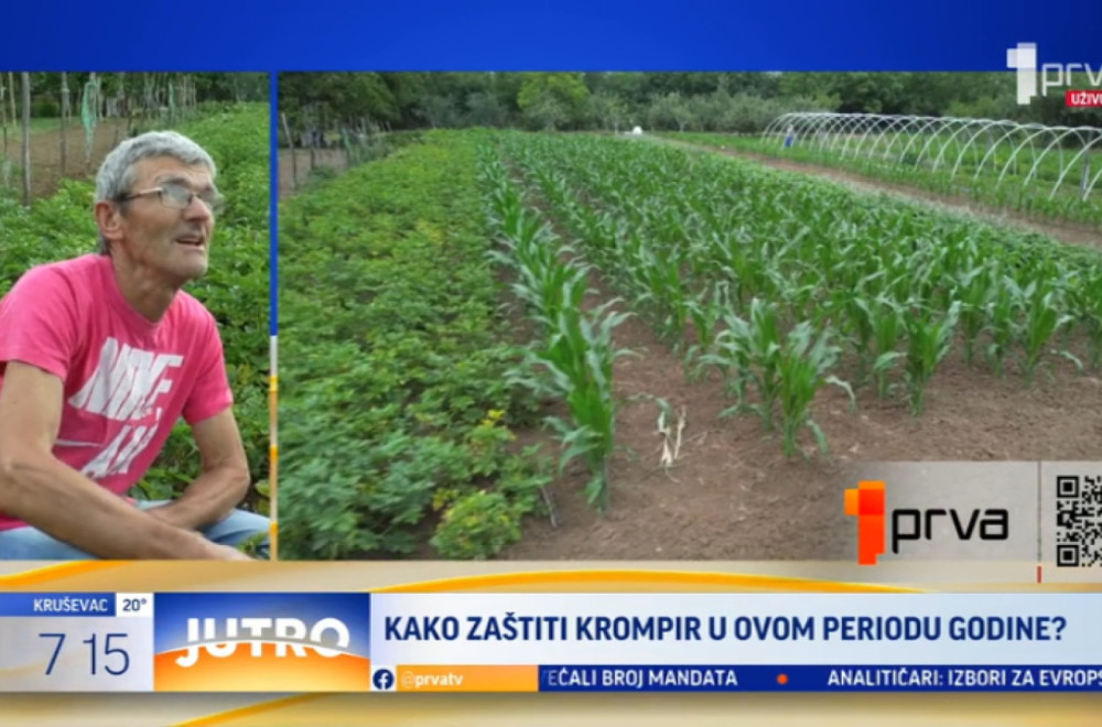 "Loša godina za krompir": Evo i zašto VIDEO