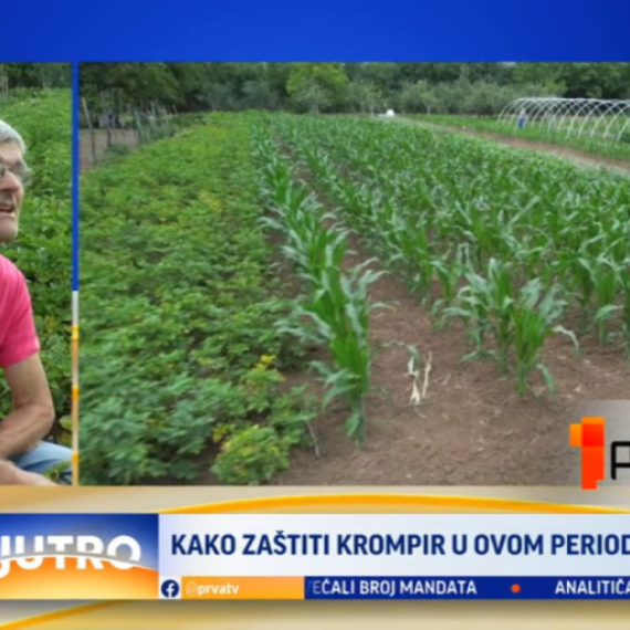 "Loša godina za krompir": Evo i zašto VIDEO