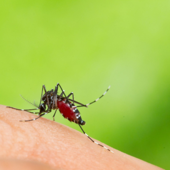 Povećan broj komaraca koji izazivaju denga groznicu: "Potencijal za širenje je zabrinjavajući"