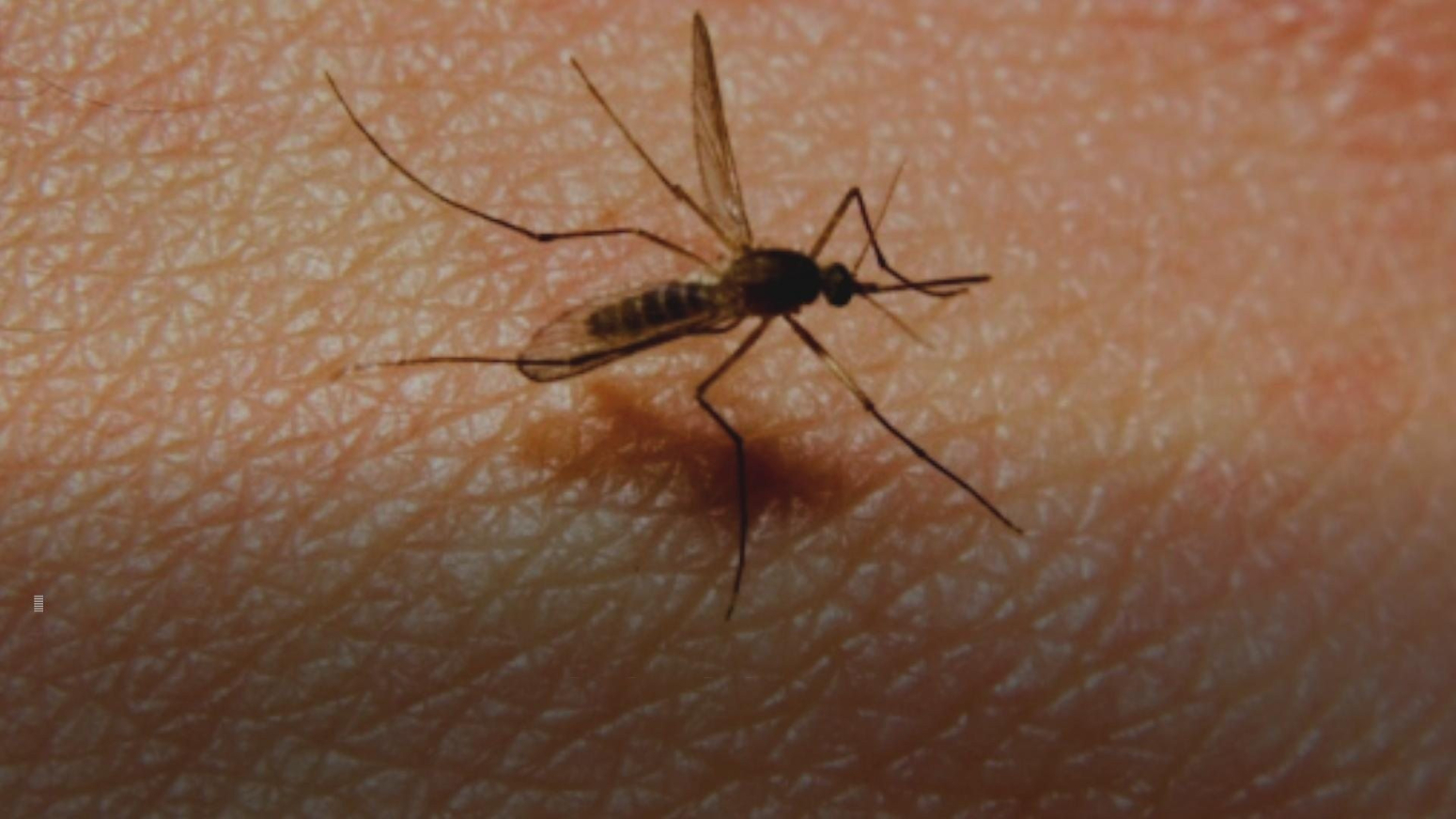 Kako se štite od komaraca