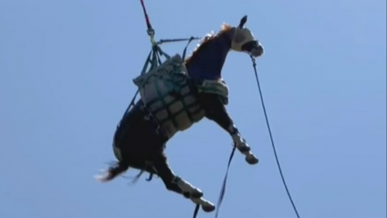 Povređen konj helikopterom prevežen na lečenje u Kaliforniji