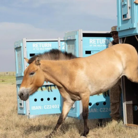 Kazahstan i priroda: Povratak divljih konji u kazahstansku ravnicu posle najmanje dva veka