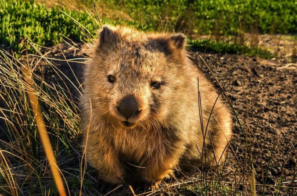 Od vinošaptača do lovca na duhove: Neobični poslovi u Tasmaniji kao turistički mamac