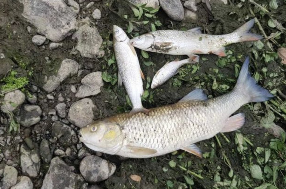 Horor u reci Kolubari: Na stotine mrtvih riba pluta po površini ili je nasukano na obalu FOTO