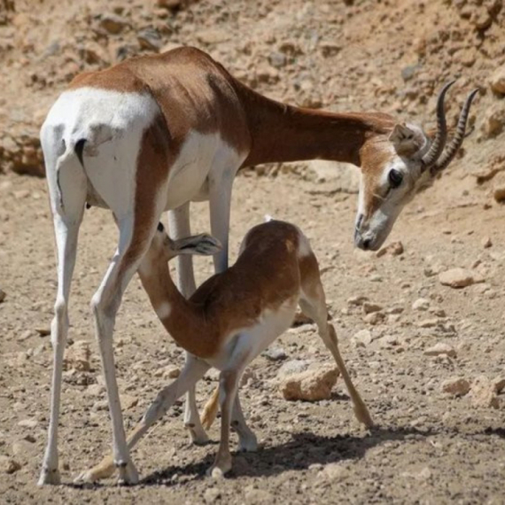 Španija: Muzički festival okrivljen za uginuće gazela u u konzervatorskom centru u Almeriji