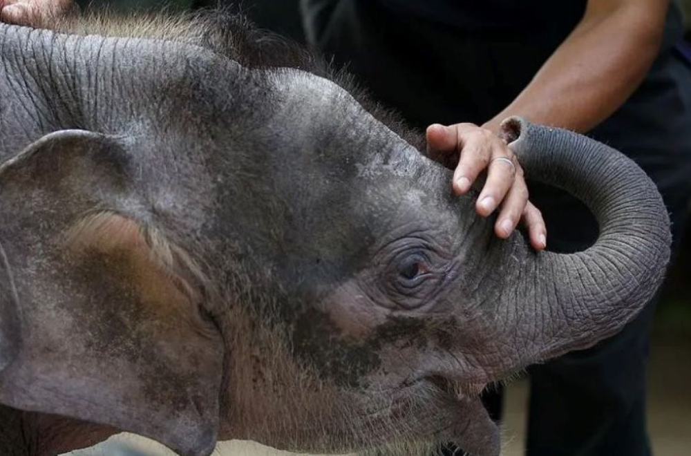 Divlje životinje: Najmanjem slonu na svetu preti izumiranje