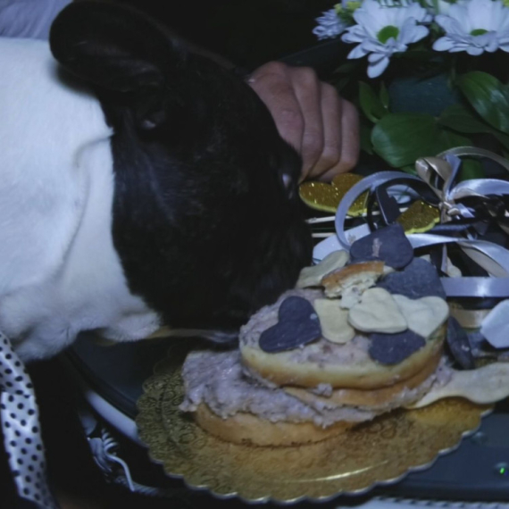 Nisu žalili para za svog psa: Neverovatno veselje u Srbiji, ovaj rođendan će se dugo prepričavati FOTO