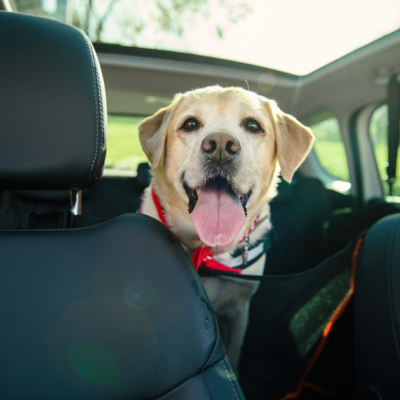 Šta je sve potrebno od dokumenata ako idete na putovanje sa psima? VIDEO