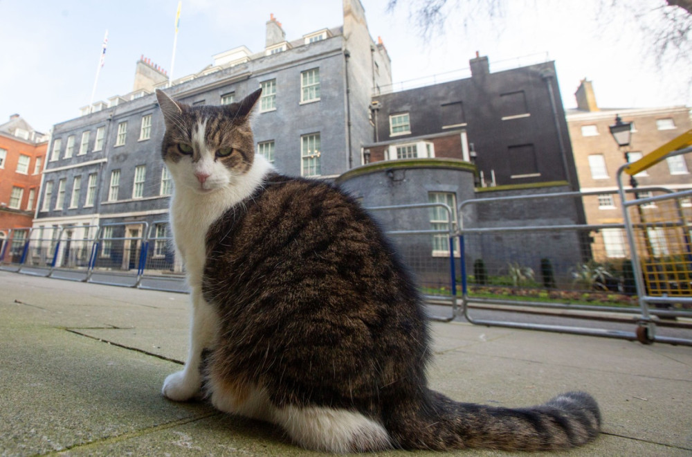 U političkim previranjima u Velikoj Britaniji postojala je jedna figura stabilnosti  — mačak Lari
