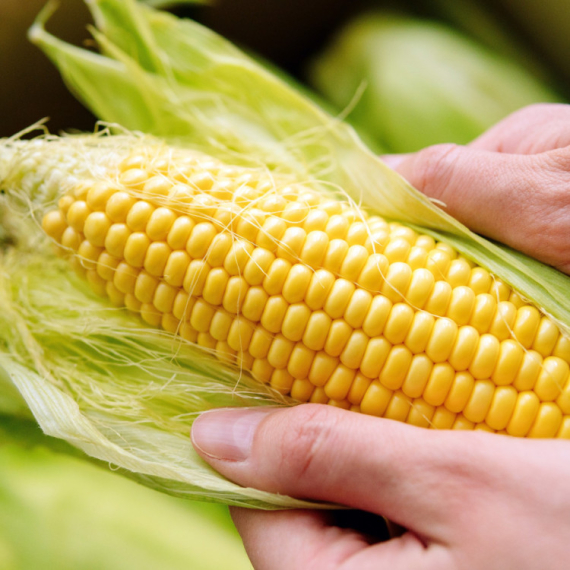 EU odobrila upotrebu GMO