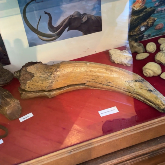 Kljove mamuta iz Save čuvaju se u ovom srpskom selu: Jedinstven muzej koji posećuju Indonežani i Japanci FOTO