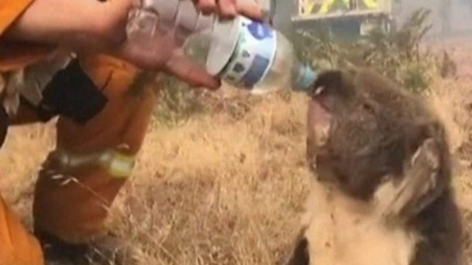 Koala pije vodu iz flaše usred požara