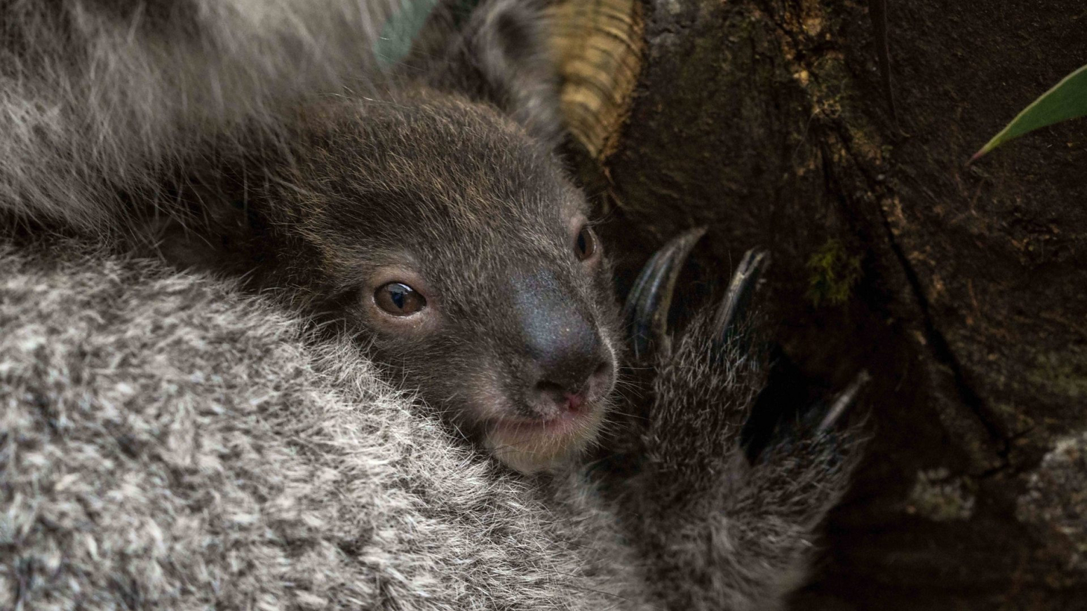 Prvo mladunče južne koale rođeno u Evropi