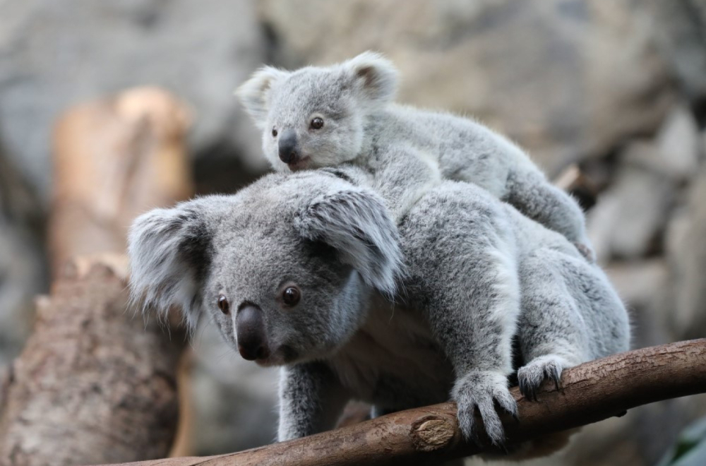 Nema više maženja koala, odlučila uprava australijskog zoološkog vrta