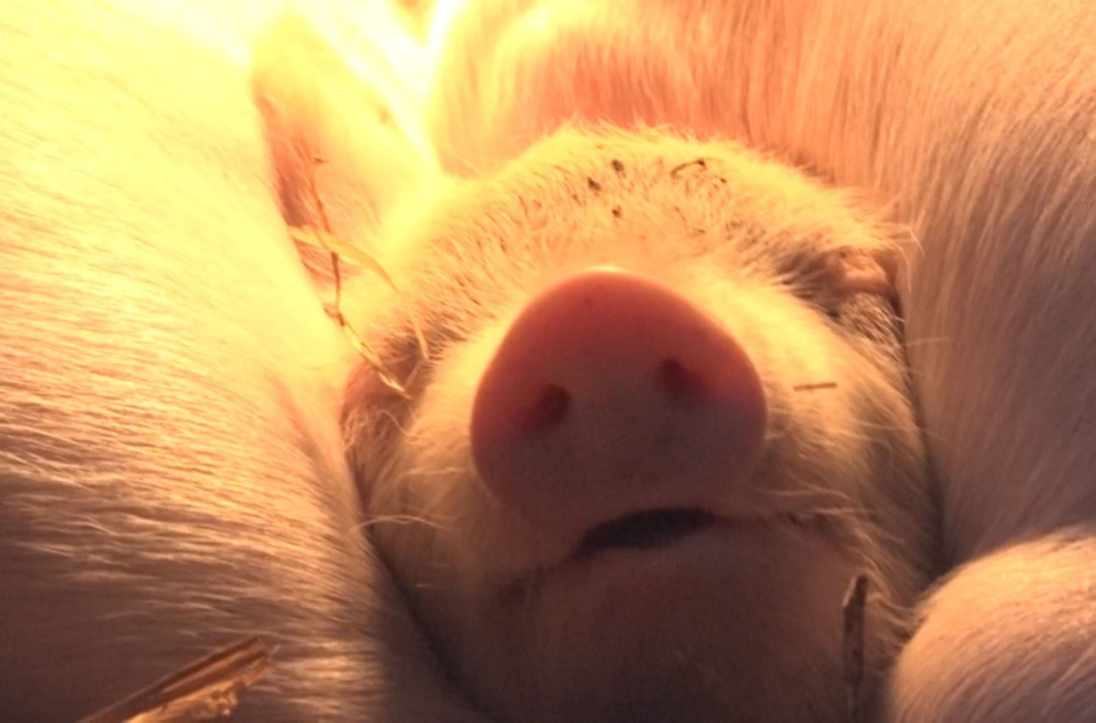"Prvo kreće da škljoca zubima": Veterinar otkriva kako da se spasite od napada svinje FOTO