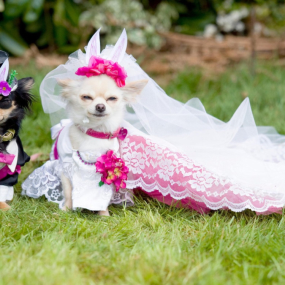 Venčanja za pse sve popularnija: Vlasnici izdvajaju pozamašne svote novca