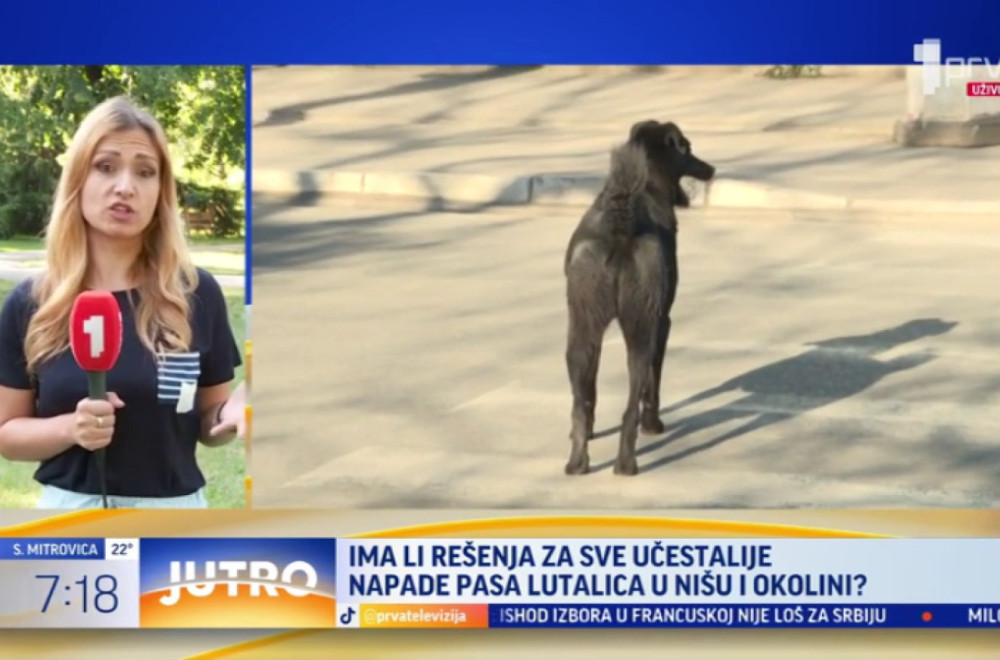 Sve učestaliji napadi pasa lutalica u Nišu i okolini VIDEO