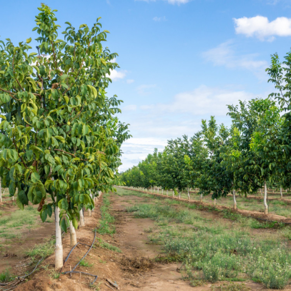Drvo koje donosi 10.000 evra po hektaru: "Samo posadiš i čekaš plod"