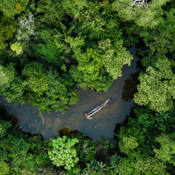 Neverovatni prizori: U Amazoniji snimljeno pleme sa kojim nikada nije stupljeno u kontakt FOTO/VIDEO