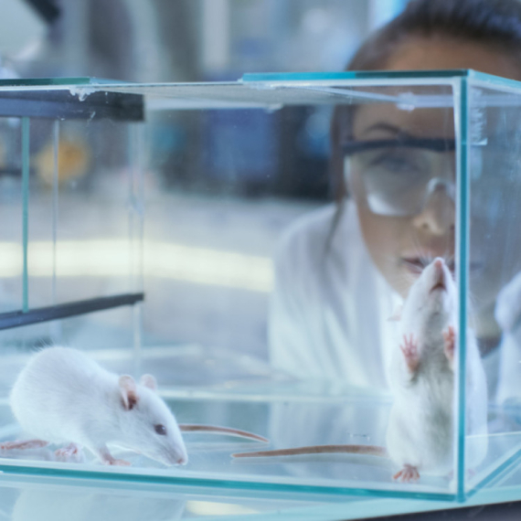 Naučnici testirali lek na miševima: Produžili im život za 25 odsto, a sada će se isprobati i kod ljudi