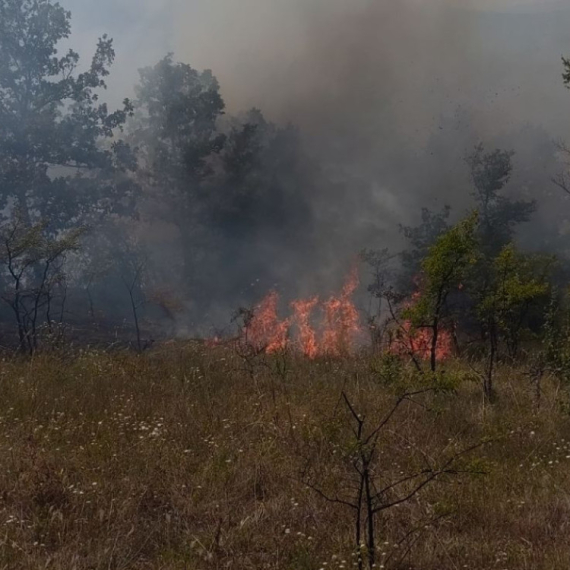 Ugašen veliki požar kod Pirota: Pretio da zahvati deo sela Crvenče