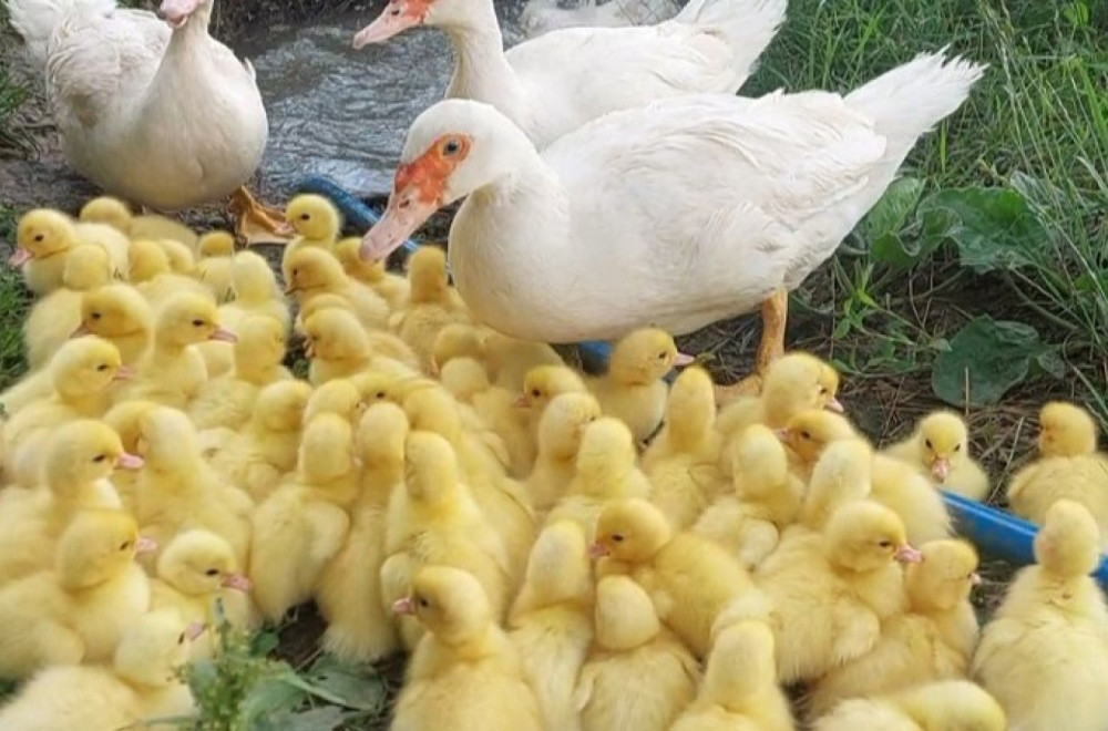 Neverovatan prizor u dvorištu jednog Čačanina, dogodila se prava fešta FOTO