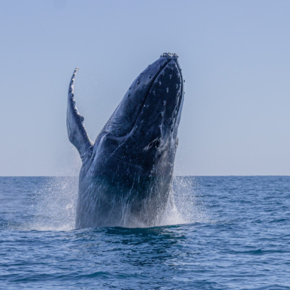 Užas na otvorenom moru: Ogromni kit potopio brod VIDEO