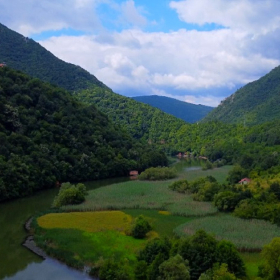 Polje divljih orhideja nalazi se u srcu Srbije FOTO