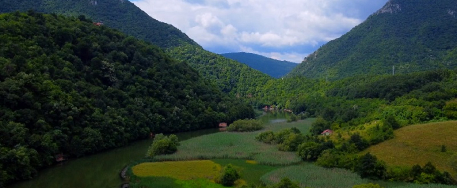 Polje divljih orhideja nalazi se u srcu Srbije FOTO