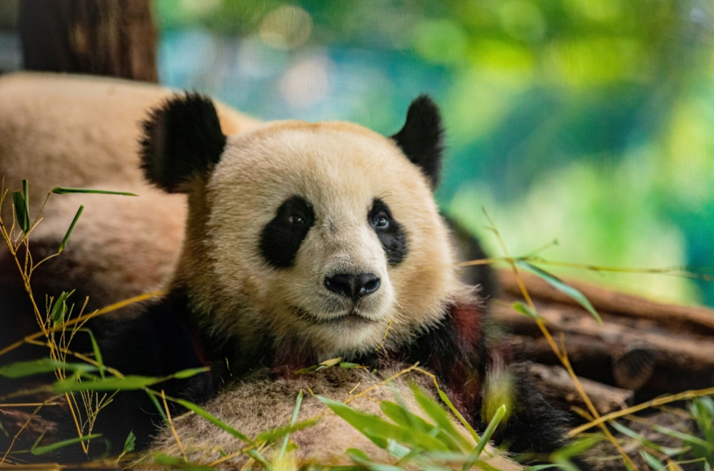 Panda iz zoološkog vrta u Berlinu očekuje blizance