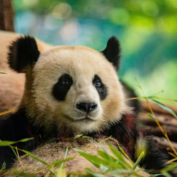 Panda iz zoološkog vrta u Berlinu očekuje blizance